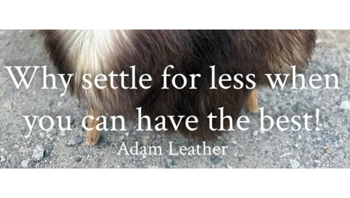 Why settle for less when you can have the best? Adam Leather - Sheepskins! 